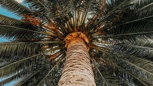 Preview wallpaper palm, tree, top, crown