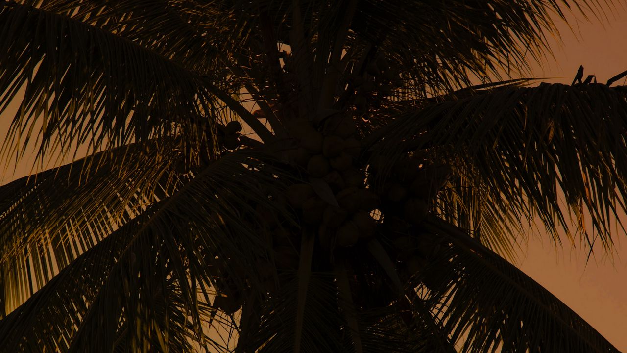 Wallpaper palm tree, tree, branches, dark, plant