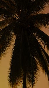 Preview wallpaper palm tree, tree, branches, dark, plant