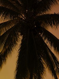 Preview wallpaper palm tree, tree, branches, dark, plant