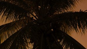 Preview wallpaper palm tree, tree, branches, dark, plant