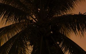 Preview wallpaper palm tree, tree, branches, dark, plant