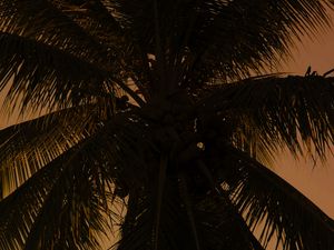 Preview wallpaper palm tree, tree, branches, dark, plant