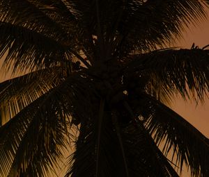 Preview wallpaper palm tree, tree, branches, dark, plant