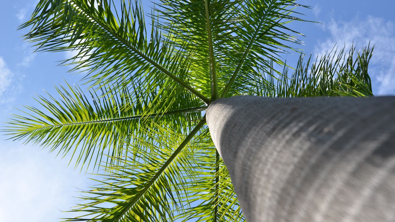 Wallpaper palm tree, tree, branches, bottom view
