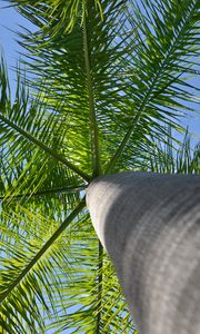 Preview wallpaper palm tree, tree, branches, bottom view