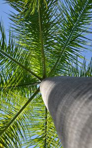 Preview wallpaper palm tree, tree, branches, bottom view