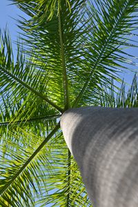 Preview wallpaper palm tree, tree, branches, bottom view