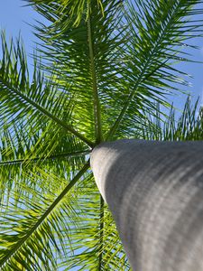 Preview wallpaper palm tree, tree, branches, bottom view