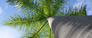 Preview wallpaper palm tree, tree, branches, bottom view
