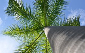 Preview wallpaper palm tree, tree, branches, bottom view