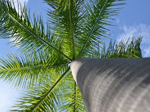 Preview wallpaper palm tree, tree, branches, bottom view