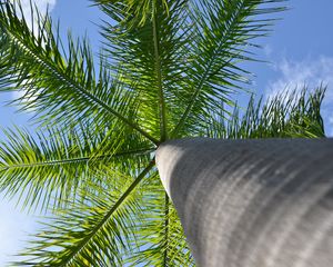 Preview wallpaper palm tree, tree, branches, bottom view