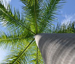 Preview wallpaper palm tree, tree, branches, bottom view