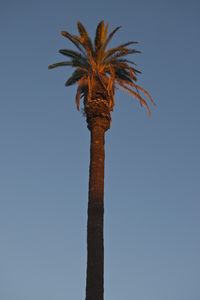 Preview wallpaper palm tree, tree, branches, sky, minimalism