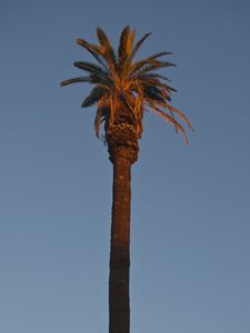 Preview wallpaper palm tree, tree, branches, sky, minimalism