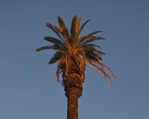 Preview wallpaper palm tree, tree, branches, sky, minimalism