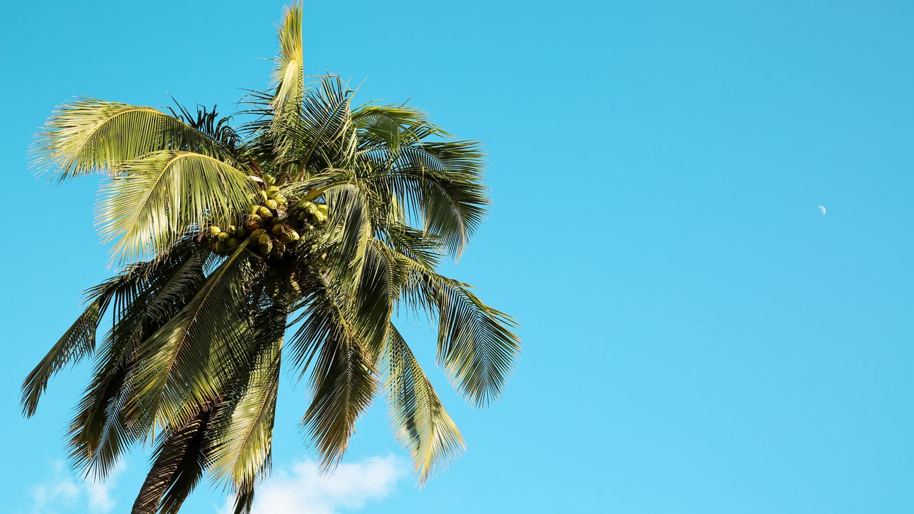 Wallpaper palm tree, tree, coconuts, sky, summer