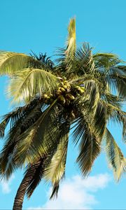 Preview wallpaper palm tree, tree, coconuts, sky, summer