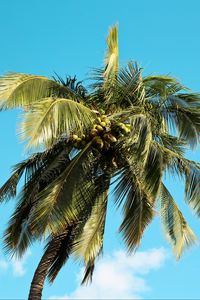 Preview wallpaper palm tree, tree, coconuts, sky, summer