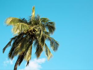 Preview wallpaper palm tree, tree, coconuts, sky, summer