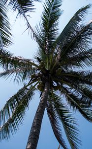 Preview wallpaper palm tree, tree, coconuts, sky, tropics
