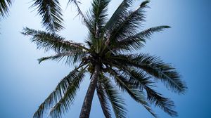 Preview wallpaper palm tree, tree, coconuts, sky, tropics