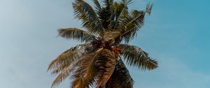 Preview wallpaper palm tree, tree, crown, top, branches