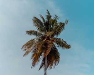 Preview wallpaper palm tree, tree, crown, top, branches