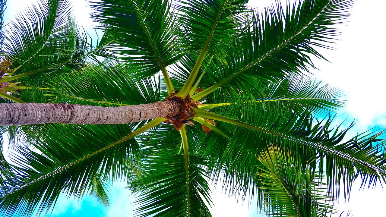 Wallpaper palm tree, tree, crown, branches, plant