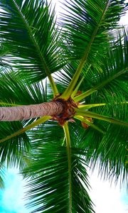 Preview wallpaper palm tree, tree, crown, branches, plant