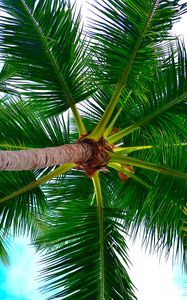 Preview wallpaper palm tree, tree, crown, branches, plant