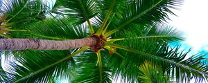 Preview wallpaper palm tree, tree, crown, branches, plant