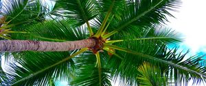 Preview wallpaper palm tree, tree, crown, branches, plant