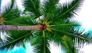 Preview wallpaper palm tree, tree, crown, branches, plant