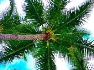 Preview wallpaper palm tree, tree, crown, branches, plant