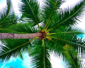 Preview wallpaper palm tree, tree, crown, branches, plant