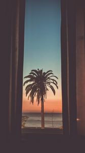 Preview wallpaper palm tree, tree, dusk, dark
