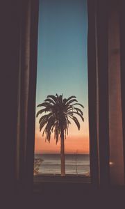 Preview wallpaper palm tree, tree, dusk, dark