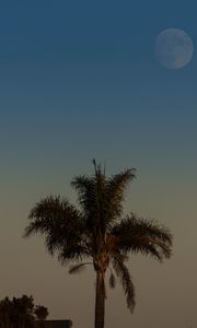 Preview wallpaper palm tree, tree, leaves, sky, twilight