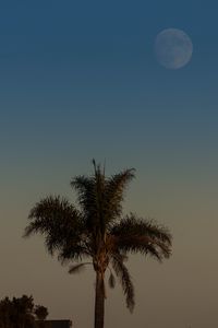 Preview wallpaper palm tree, tree, leaves, sky, twilight