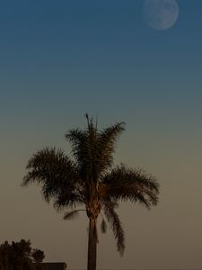 Preview wallpaper palm tree, tree, leaves, sky, twilight