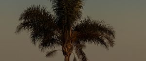 Preview wallpaper palm tree, tree, leaves, sky, twilight