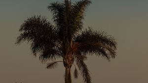 Preview wallpaper palm tree, tree, leaves, sky, twilight