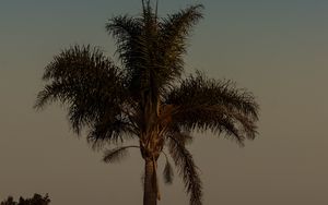 Preview wallpaper palm tree, tree, leaves, sky, twilight