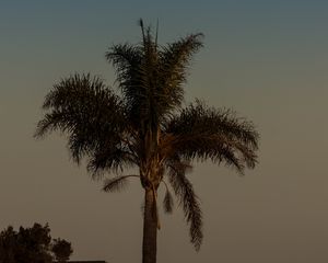 Preview wallpaper palm tree, tree, leaves, sky, twilight