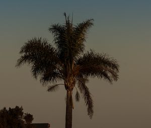 Preview wallpaper palm tree, tree, leaves, sky, twilight