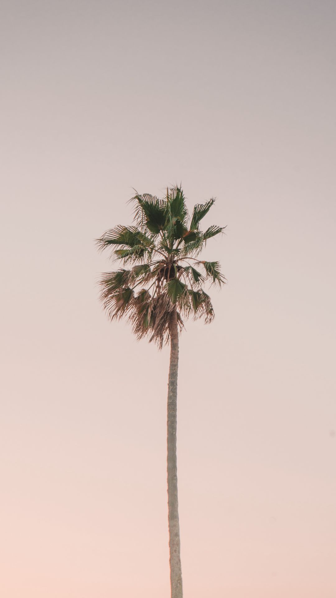 Download wallpaper 1080x1920 palm tree, tree, minimalism, sky samsung ...