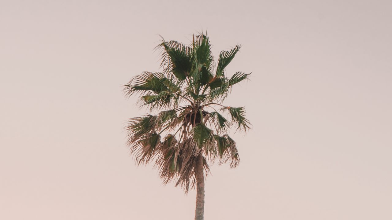 Wallpaper palm tree, tree, minimalism, sky