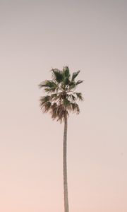 Preview wallpaper palm tree, tree, minimalism, sky